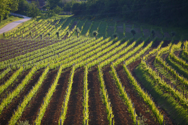 Das Weinland Kroatien und seine Regionen